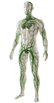 Body-Green-Veins